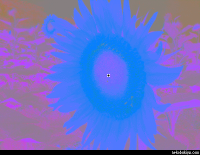 Optical illusion of the sunflower. Made by Android application ColorfulMonotone.