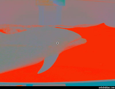補色残像によるイルカの錯覚画像（Android用アプリ「カラフルモノトーン」で作成）