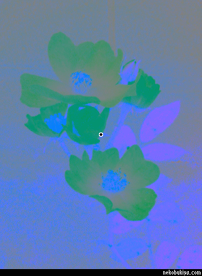 補色残像による花の錯覚画像（Android用アプリ「カラフルモノトーン」で作成）